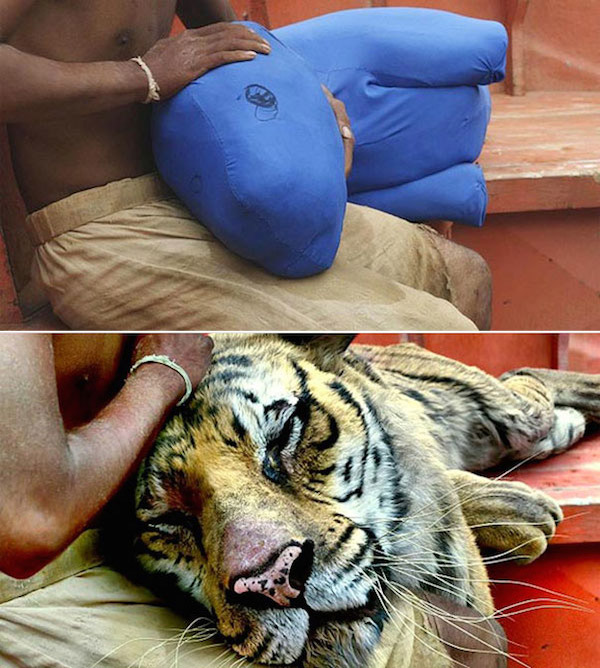 Life of Pi: Before and after green screen + CGI (2)