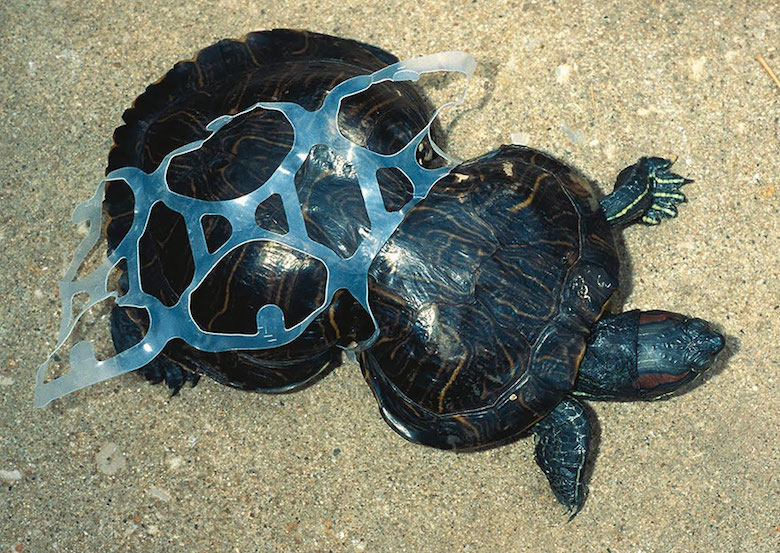 This tortoise trapped in plastic waste grew disproportionately