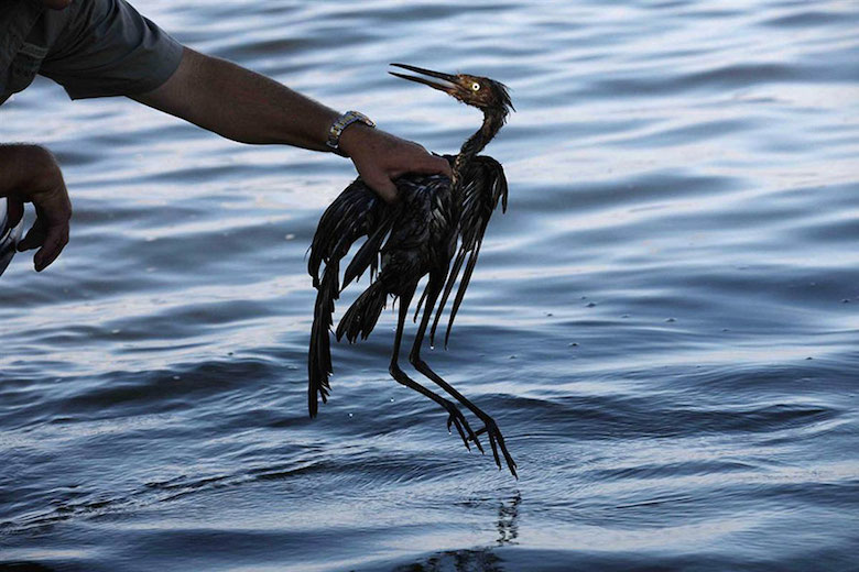 Look what happened to this bird stuck in an oil spill