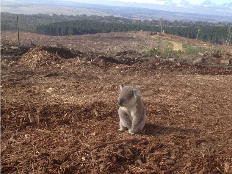 This Koala lost her home after loggers destroyed the forest