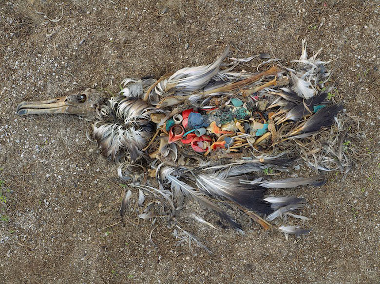 Albatross killed by excessive plastic ingestion (Midway Islands, North Pacific)