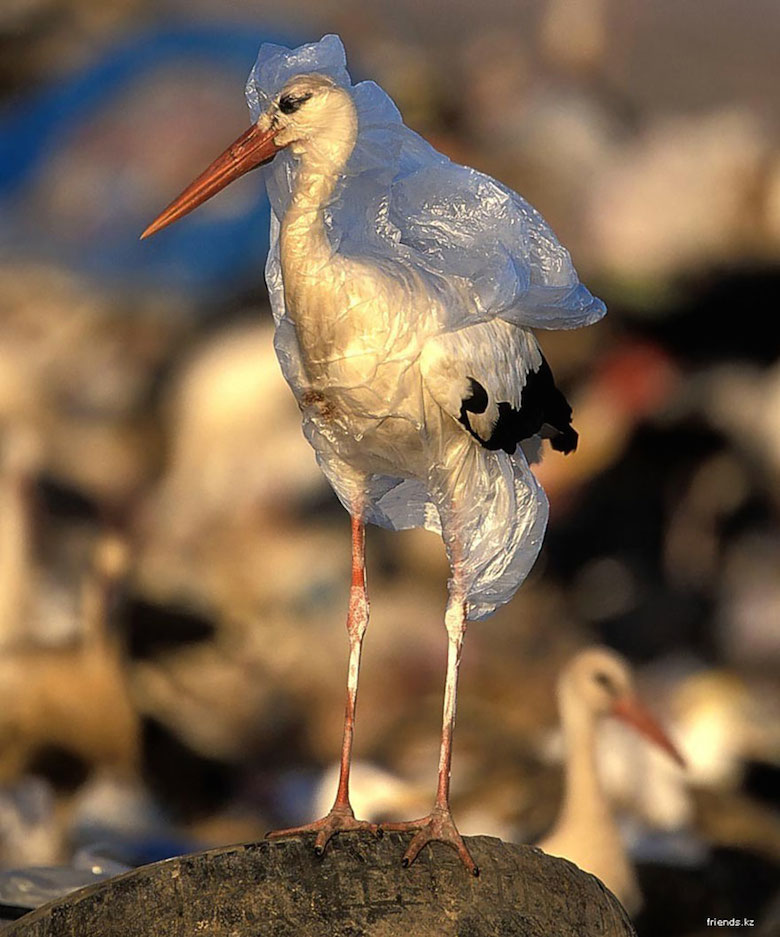 A stork trapped in plastic