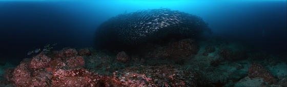 Galapagos Bait Ball of Salema Fish by Jason Buchheim (0.05 Gigapixels)
