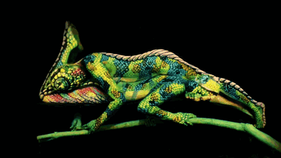 Chameleon Body Painting Of Two Women - Revealed