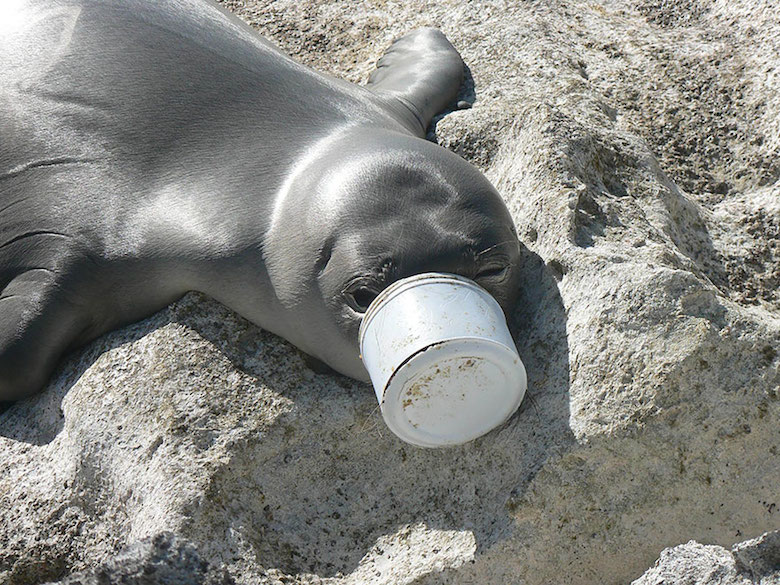 Seal's nose trapped in plastic waste