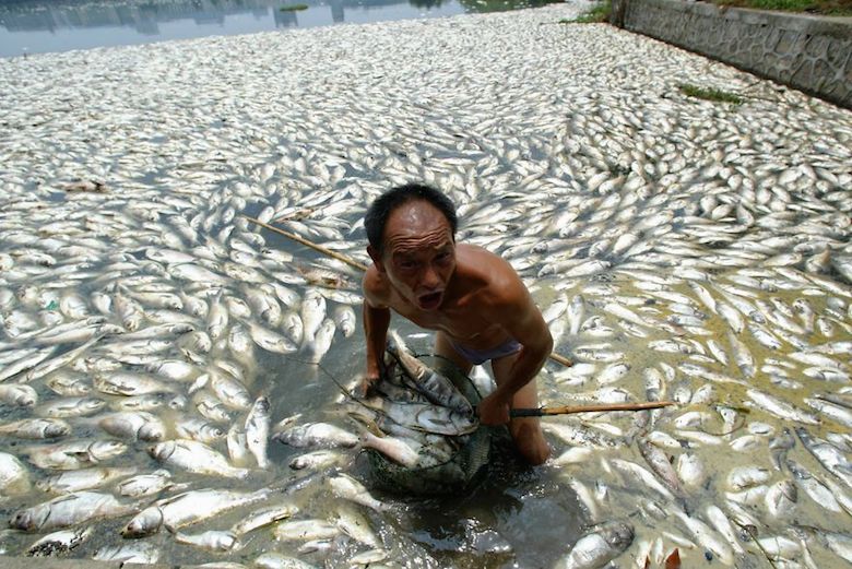Worker clears dead fish at a lake in Wuhan, China