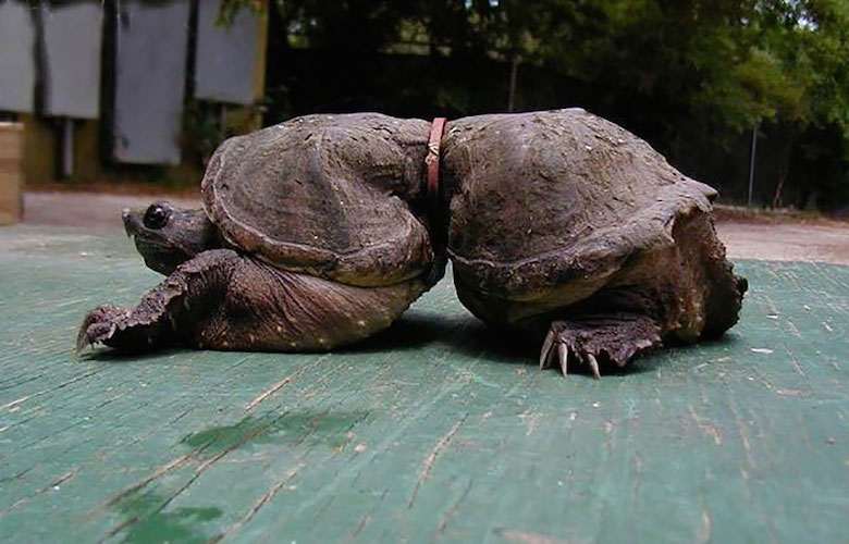 This turtle trapped in plastic waste grew disproportionately