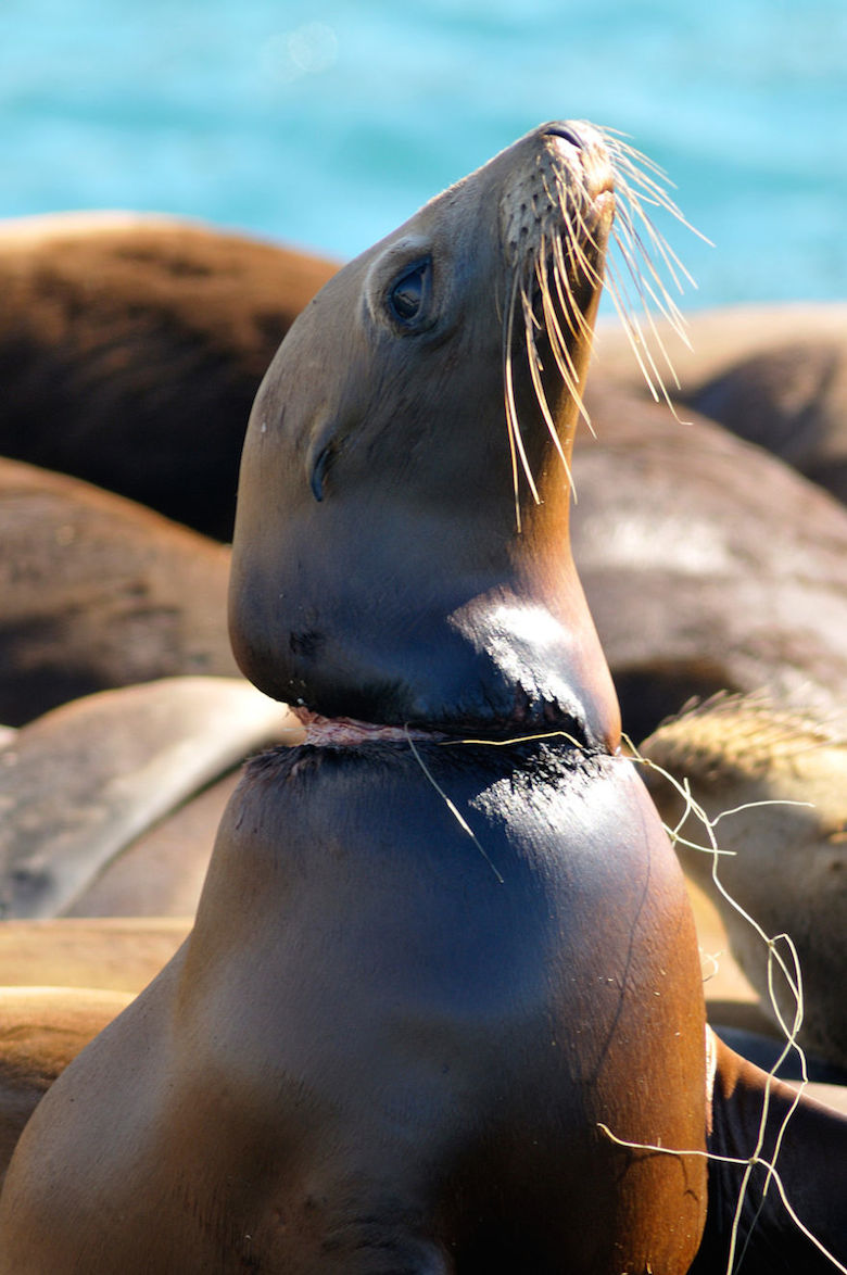 A seal that's suffering in its own habitat