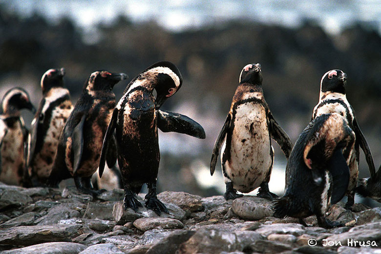 Penguins covered in oil