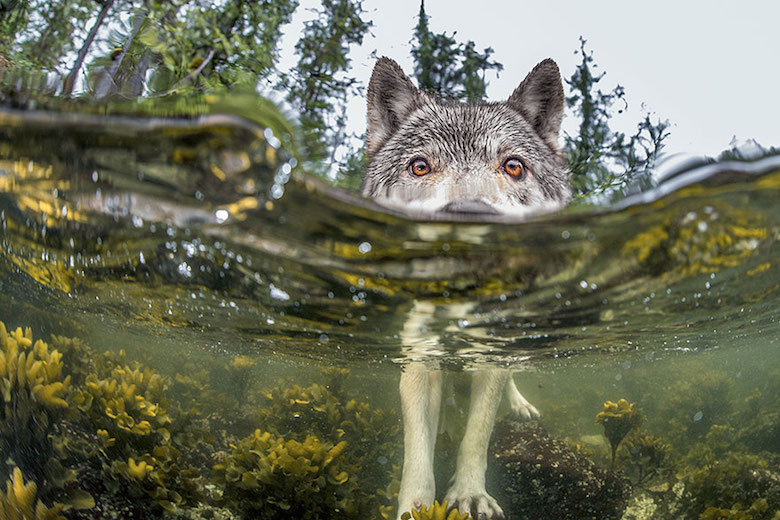 National Geographic Photos Of The Year 2024 - Marin Sephira