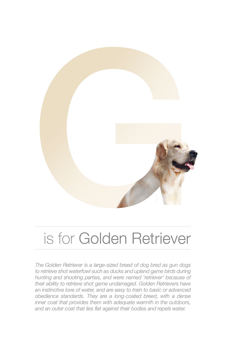 Alphabetical dog breeds - Golden Retriever