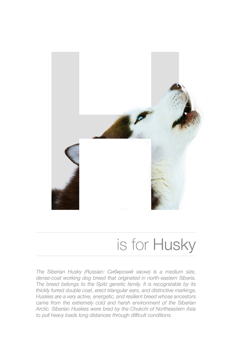 Alphabetical dog breeds - Husky