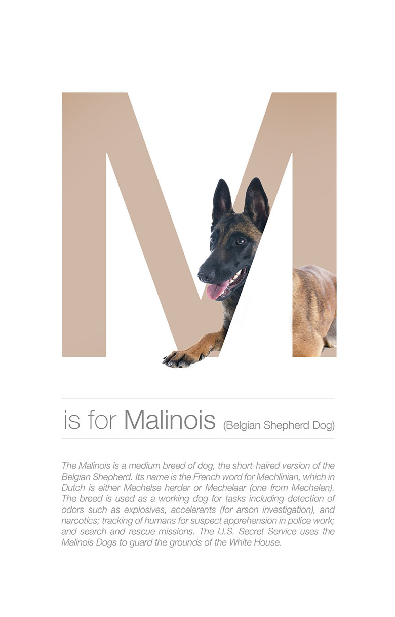 Alphabetical dog breeds - Malinois