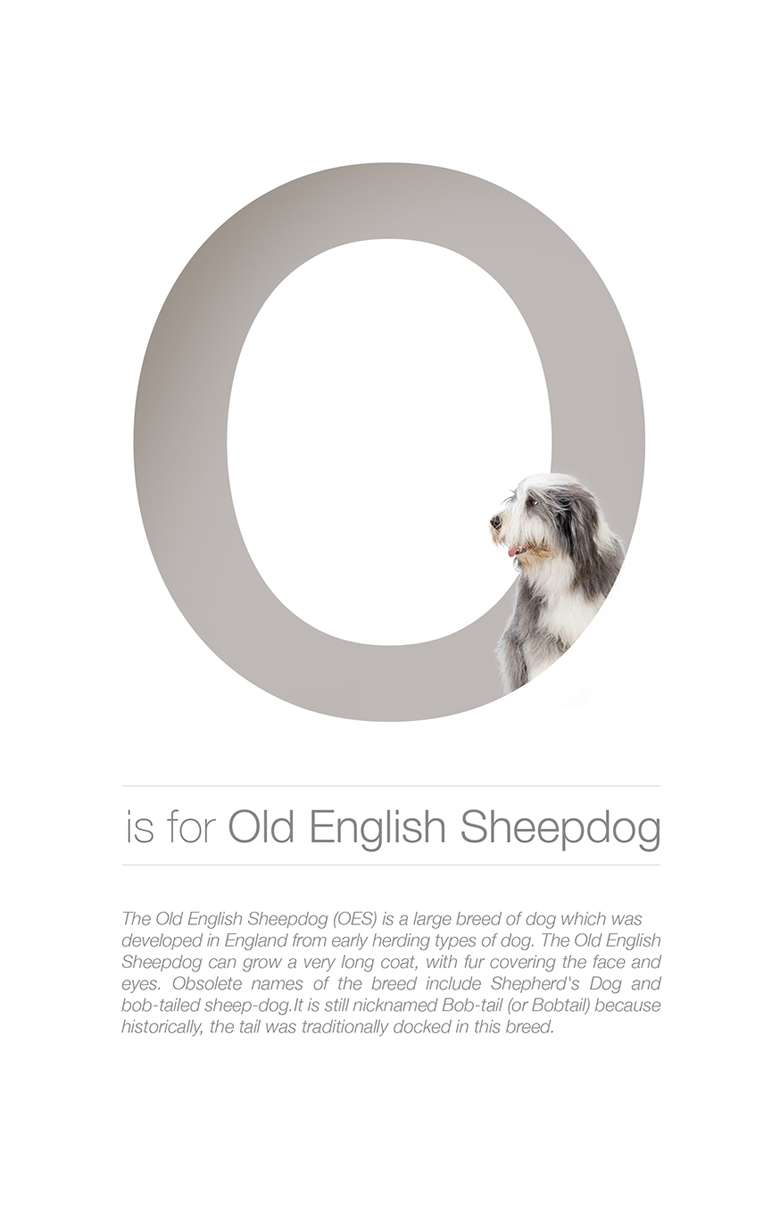 Alphabetical dog breeds - Old English Sheepdog