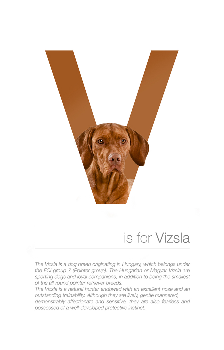 Alphabetical dog breeds - Vizsla